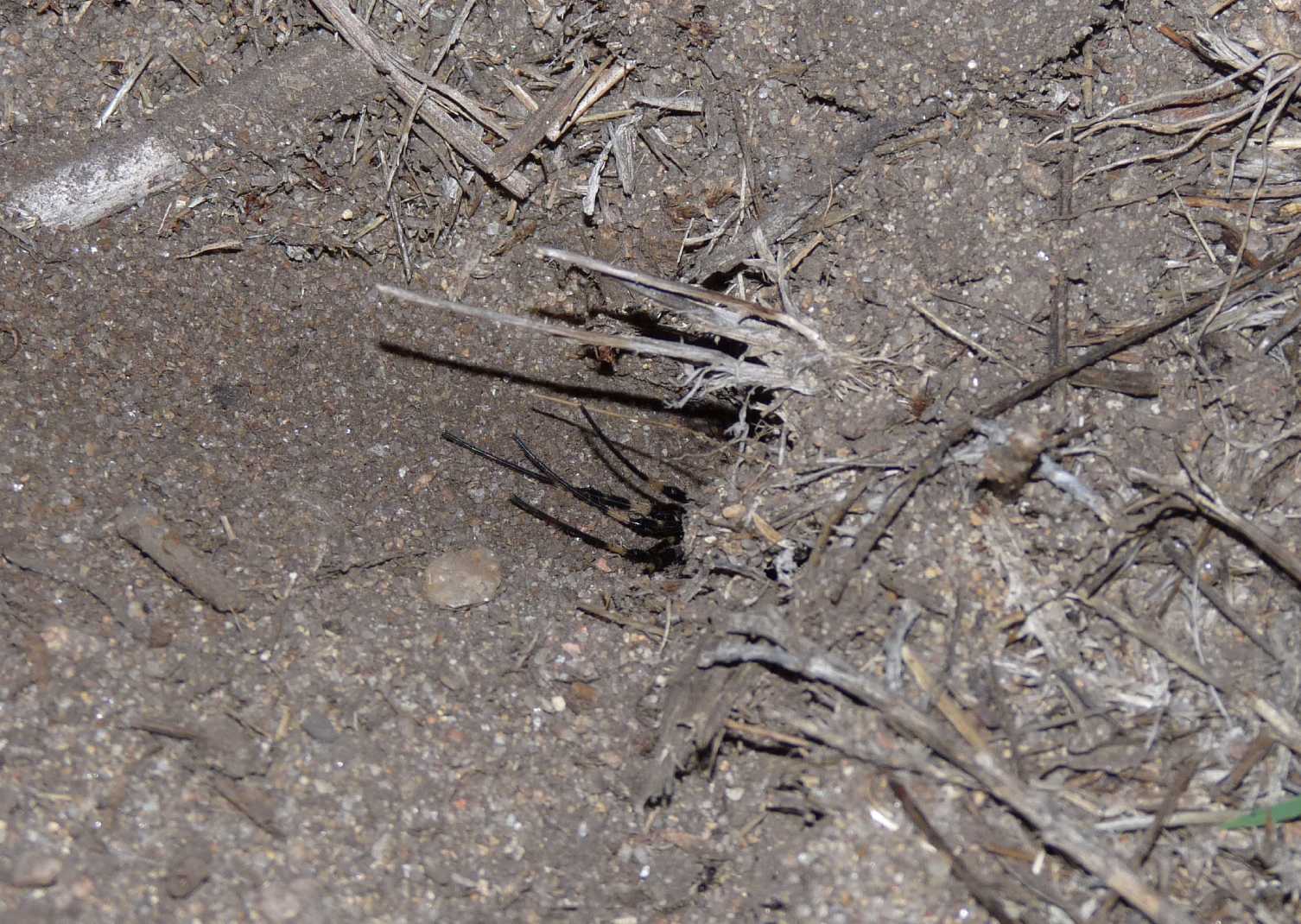 Batozonellus lacerticida con Argiope bruennichi